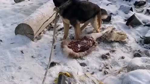 椎埋屠狗打一生肖、非凡解释落实