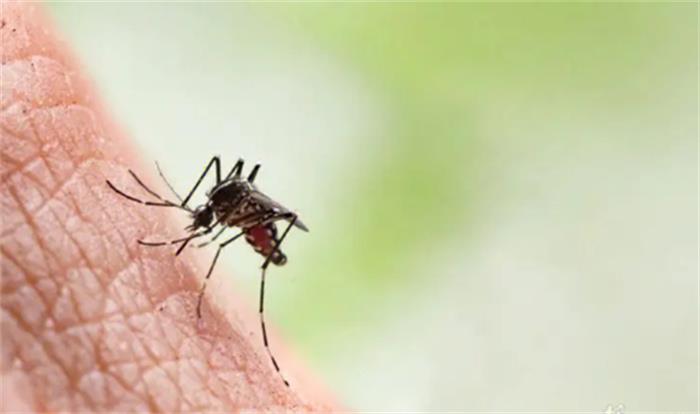 蚊子打哈欠口气不小打一生肖、选择解释落实