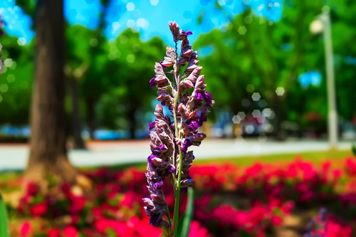 一枝独秀猜一生肖、结论作答落实解释