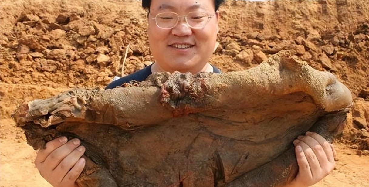 天下一家，生肖之谜的精选解析与落实结果