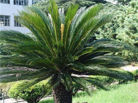 铁树开花打一生肖，坚韧与不屈的象征