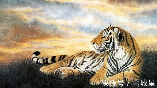 狼吞虎咽与生肖智慧，能人解释与现代生活的落实