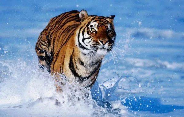 吉祥的动物与生肖的神秘联系，新型作答落实解释