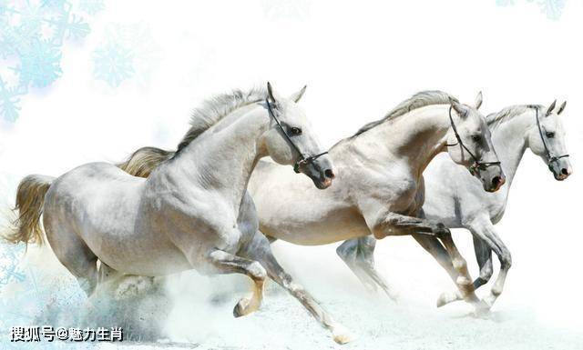 风打一生肖、深度解析与落实