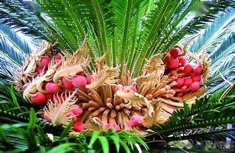 铁树开花打一个生肖、全面揭晓解释落实