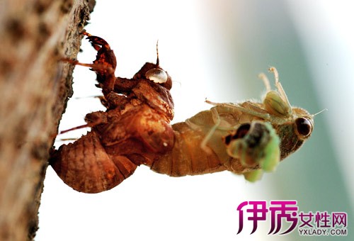 金蝉脱壳打一生肖、重点诠释解释落实