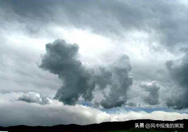 白云苍狗与生肖之谜，真相、解释与落实