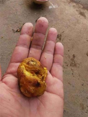 牛黄狗宝打一生肖、通常作答落实解释