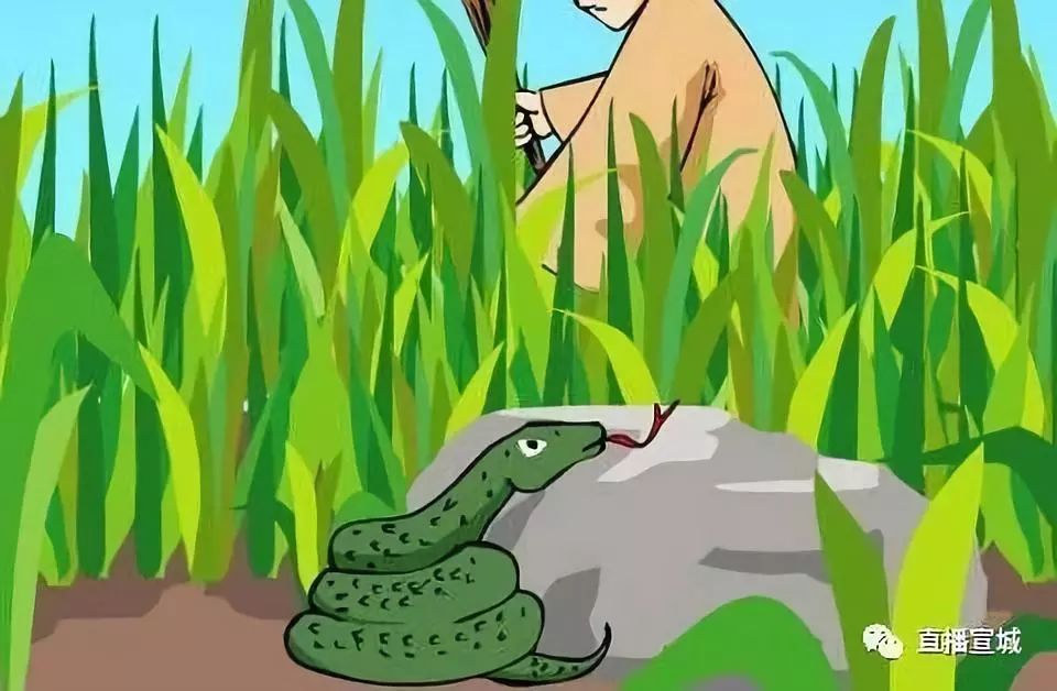 打草惊蛇与生肖的奥秘，全面揭晓与解释落实