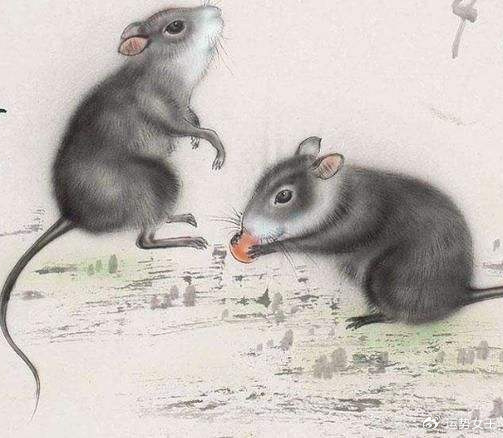 十二生肖之首,鼠的智慧与成就 十二生肖之首,鼠的智慧与成就