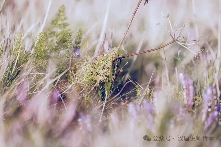 一草一木打一生肖、全面解析与落实