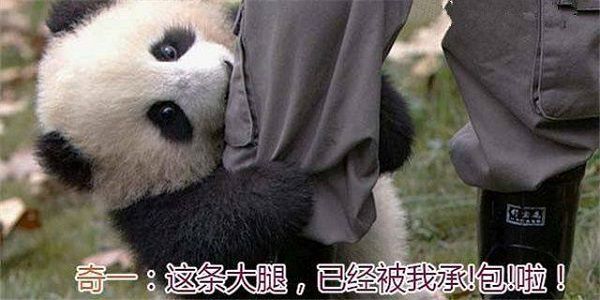 抱大腿打一生肖、绝佳解释落实