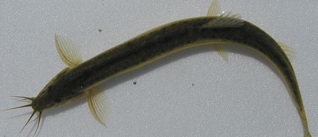 泥鳅是特马打一生肖、深度解析与智慧思考