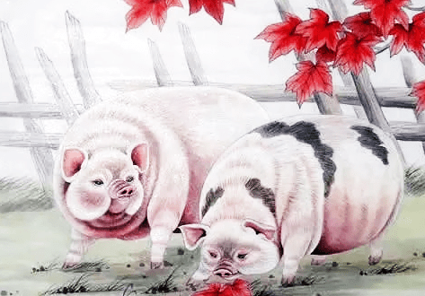 金狗与猪，揭秘如何选择并落实正确的生肖配对策略