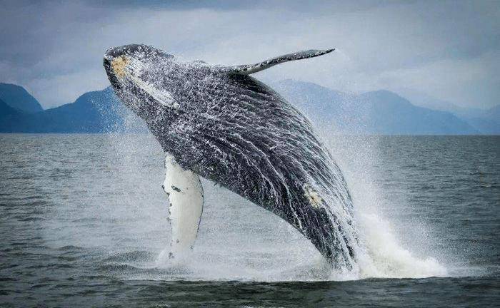 鲸鱼打一生肖,文化寓言与生肖的奇妙联结 鲸鱼打一生肖,文化寓言与生肖的奇妙联结