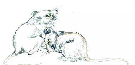 怕三怕四打一生肖、背后的智慧与策略