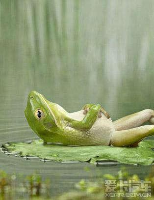 牛蛙跳趣河中戏打一生肖、之谜与人生哲理的深度解析