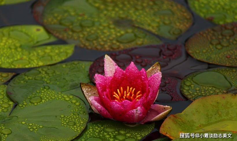 油干灯草尽打一生肖、奥秘解释落实 油干灯草尽打一生肖、奥秘解释落实