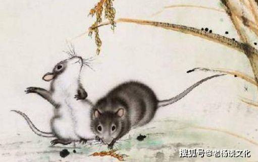 积重难返的生肖与不安分之选，探索生肖鼠的双重性格