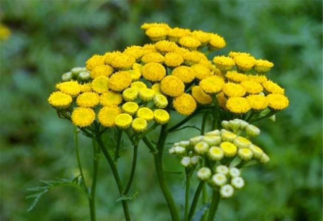 秀雨庭前新种花打一生肖、时代解释落实 秀雨庭前新种花打一生肖、时代解释落实