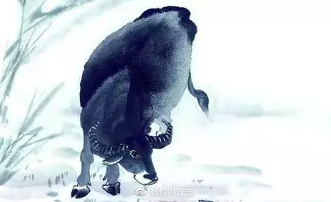 脸皮厚实与生肖的奇妙联系,热议背后的文化解读 脸皮厚实与生肖的奇妙联系,热议背后的文化解读