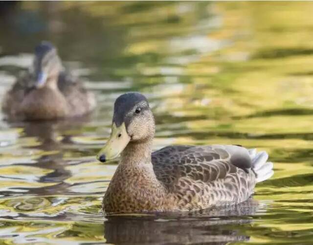 鸭子打一生肖，从传统误解到积极转变的启示
