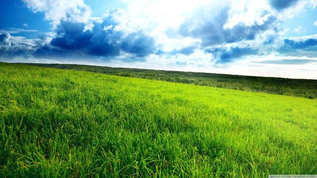 绿油油打一生肖，智慧与自然的和谐共舞