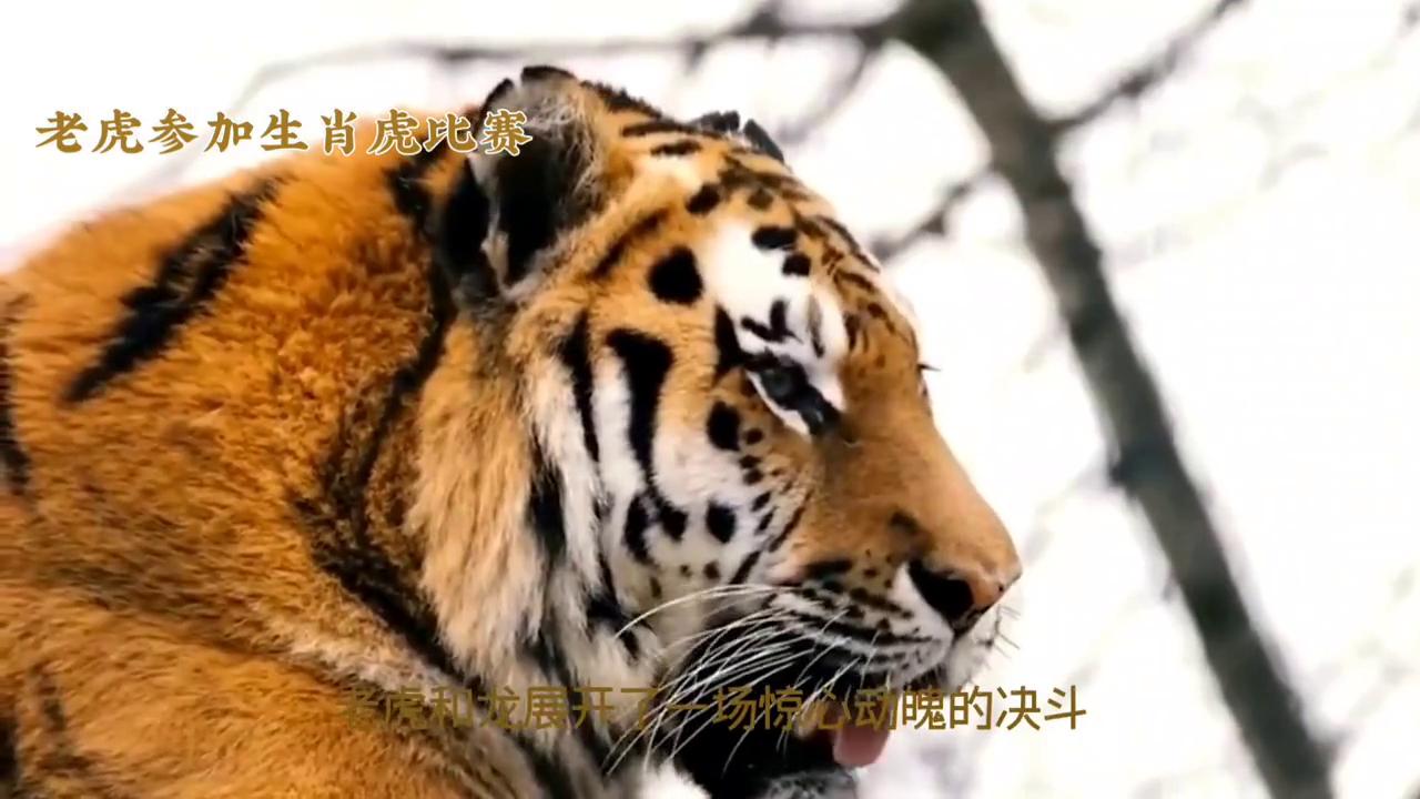 冲前锋打一生肖、背后的坚韧与不屈