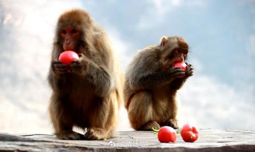 老猴今年来做客打一生肖、的不安分之选