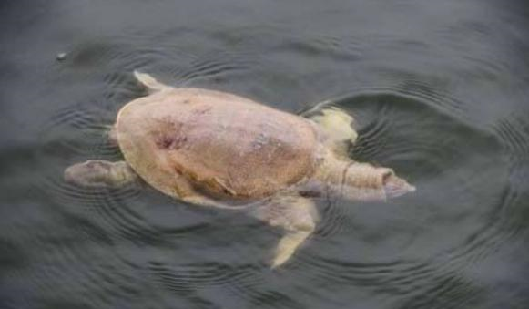 龟钓鱼金打一生肖，经典解释与文化寓意