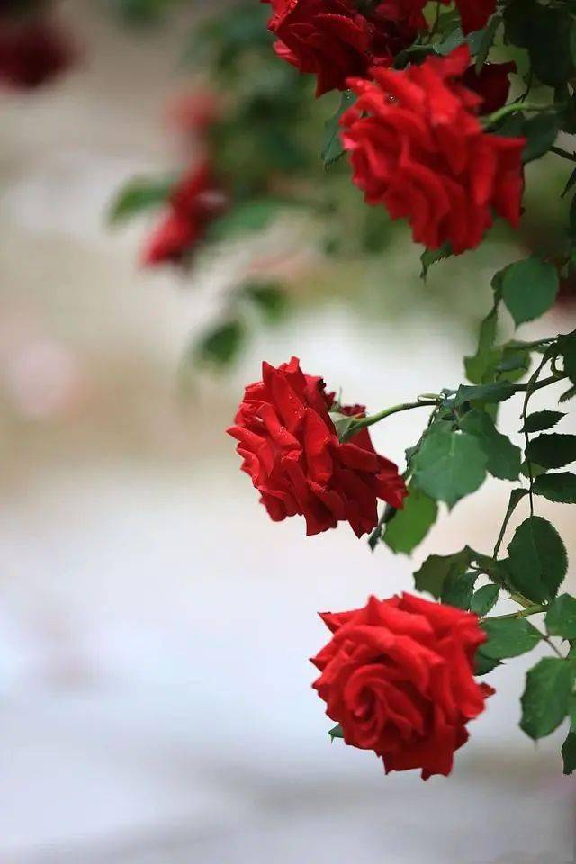 100期打一生肖,揭秘背后的文化寓意 100期打一生肖,揭秘背后的文化寓意