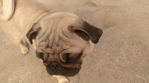 哈皮狗打一生肖、马上为你揭晓落实 哈皮狗打一生肖、马上为你揭晓落实