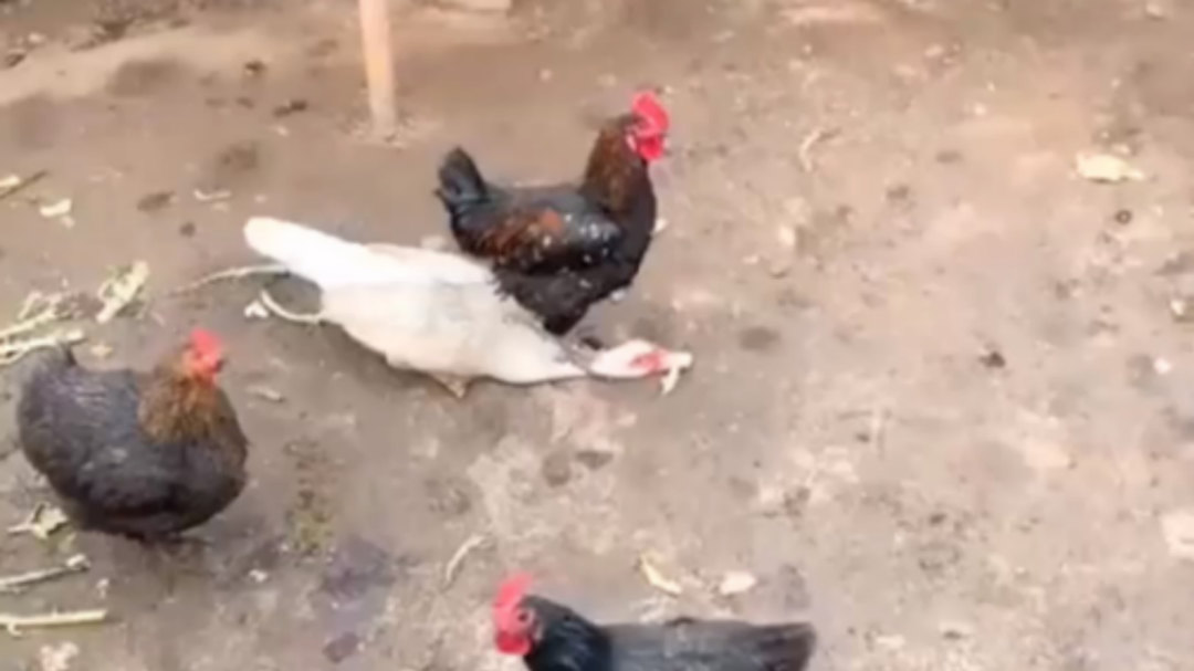 天下老鸭一般黑打一生肖、正确解释与落实 天下老鸭一般黑打一生肖、正确解释与落实