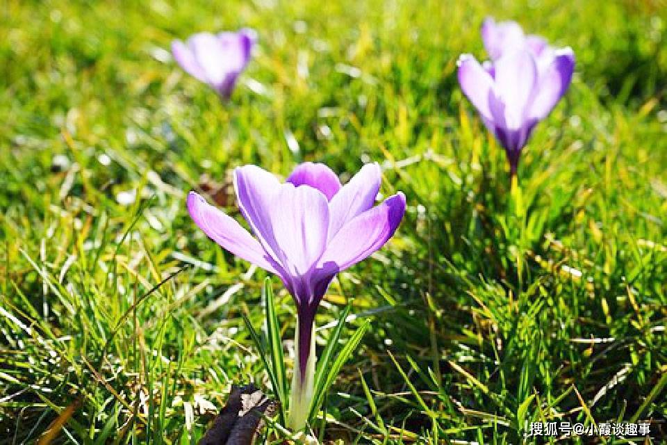 荒土生花，打一生肖的智慧与定量解释落实的哲学