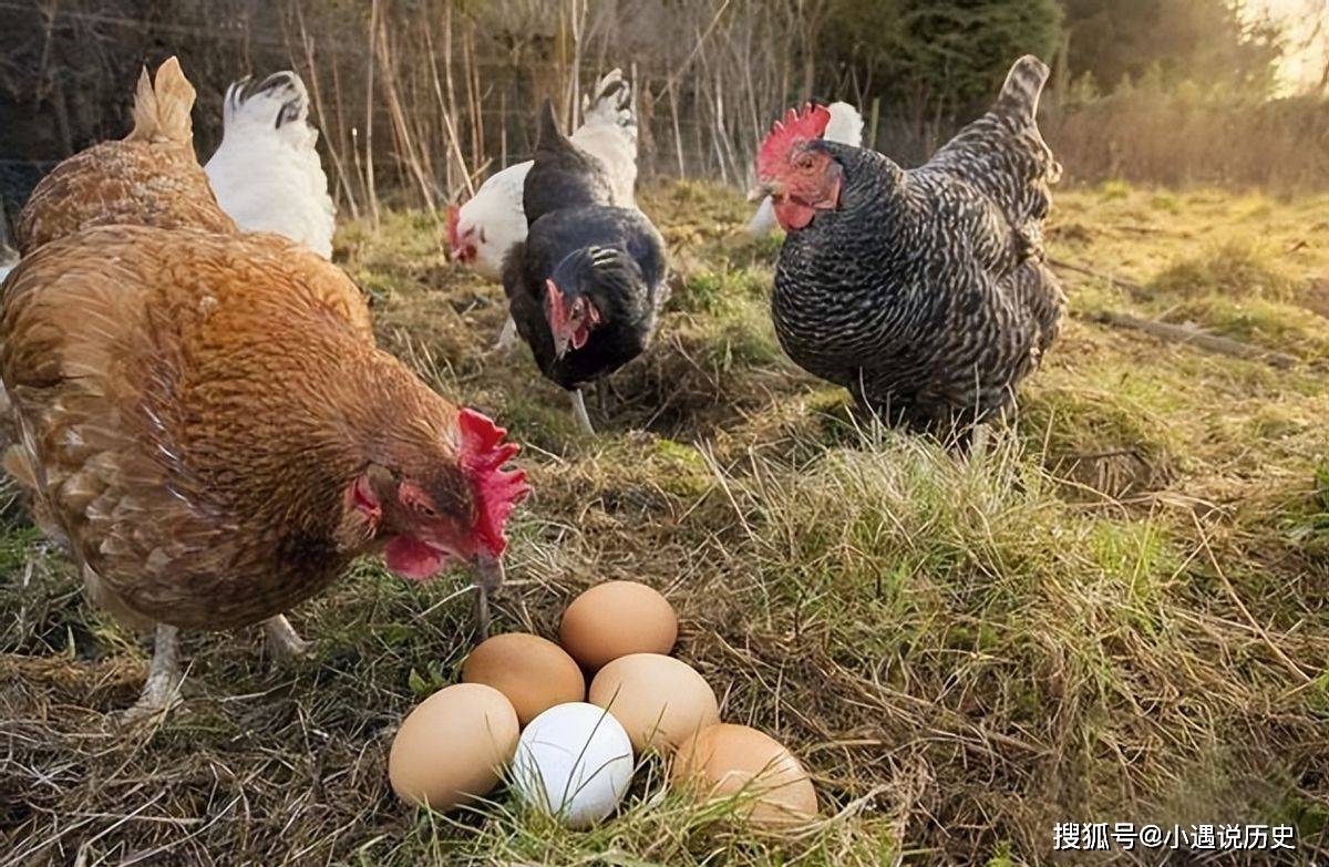 打鸣下蛋打一生肖、定量解释落实