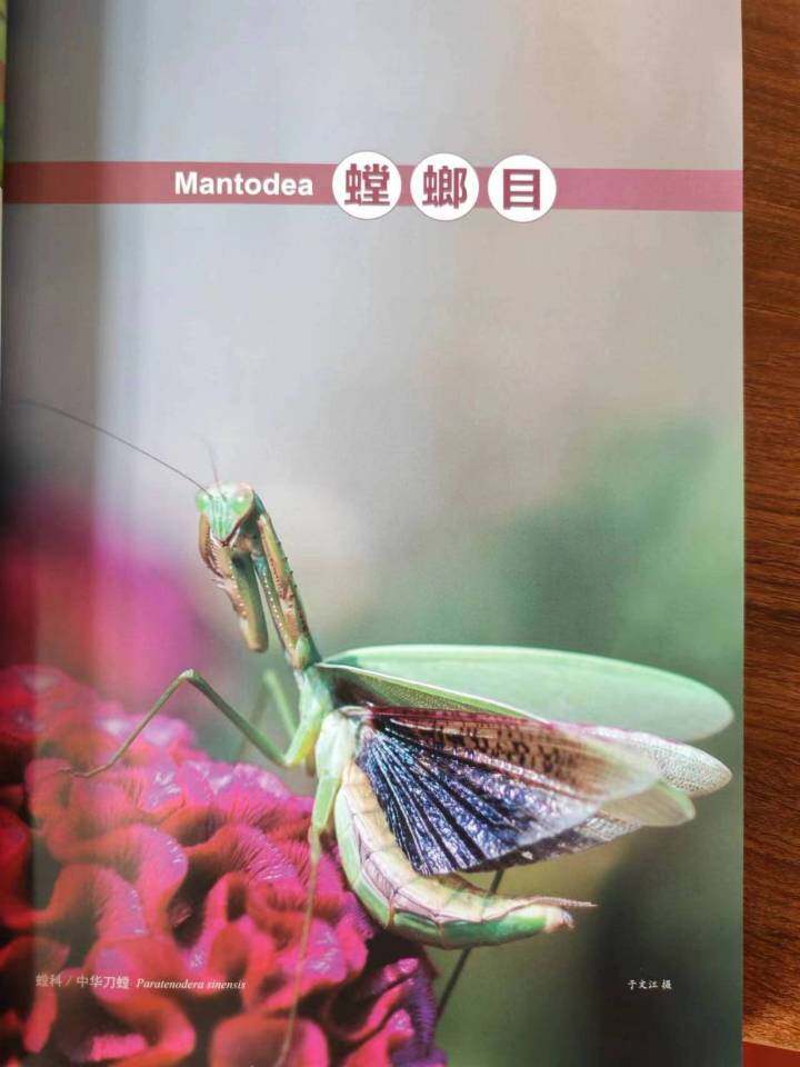 蜻蜓撼石柱打一生肖，解密生肖之谜