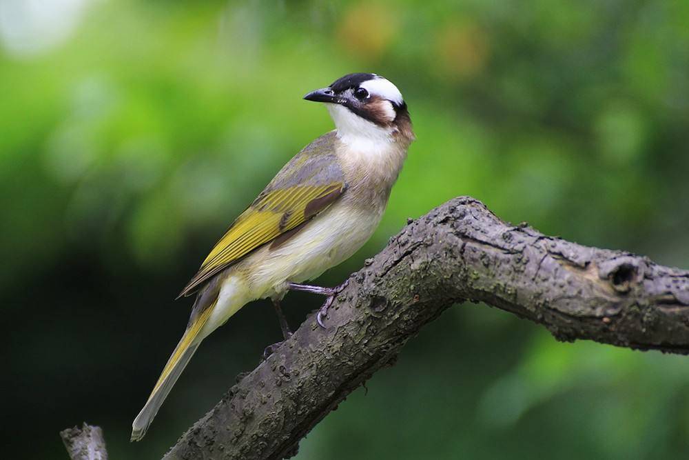 白头鸟打一生肖、喜欢作答落实解释