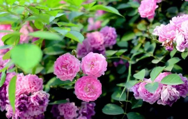 蔷薇露叶打一生肖、马上为你揭晓落实