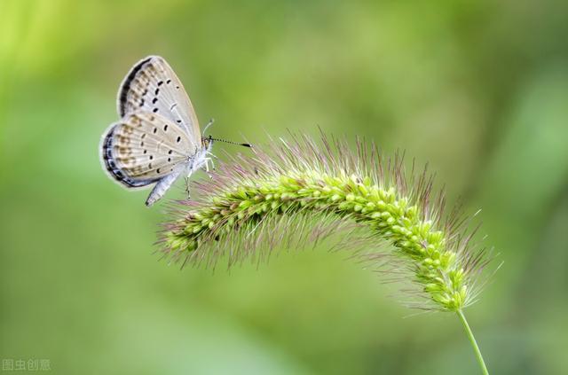 花生木末打一生肖,背后的智慧与策略 花生木末打一生肖,背后的智慧与策略