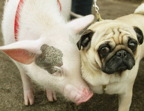 猪朋狗友一起来打生肖、发现作答落实解释 猪朋狗友一起来打生肖、发现作答落实解释