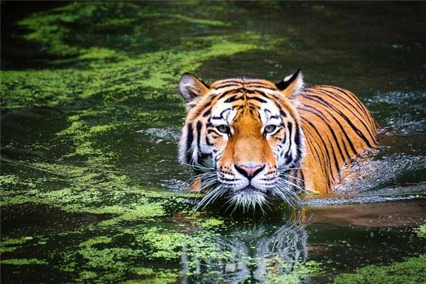 探寻水中的生肖谜题—揭秘去看水里的生肖打一肖的答案与深层含义 探寻水中的生肖谜题—揭秘去看水里的生肖打一肖的答案与深层含义