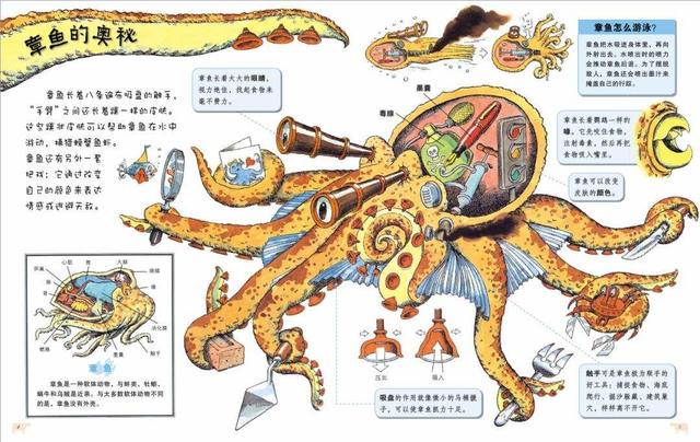 章鱼是鱼吗？一场关于分类与认知的探索之旅