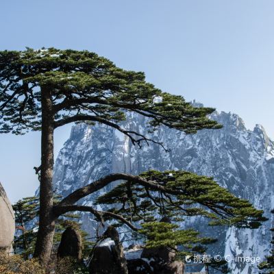 迎客松与生肖之谜,一场文化与智慧的奇妙碰撞 迎客松与生肖之谜,一场文化与智慧的奇妙碰撞