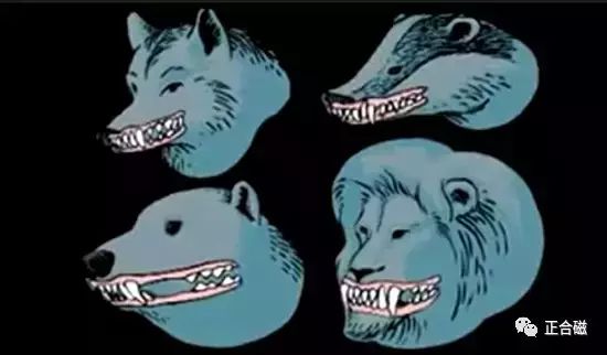 尖牙利嘴打一生肖，深度解析与现实应用