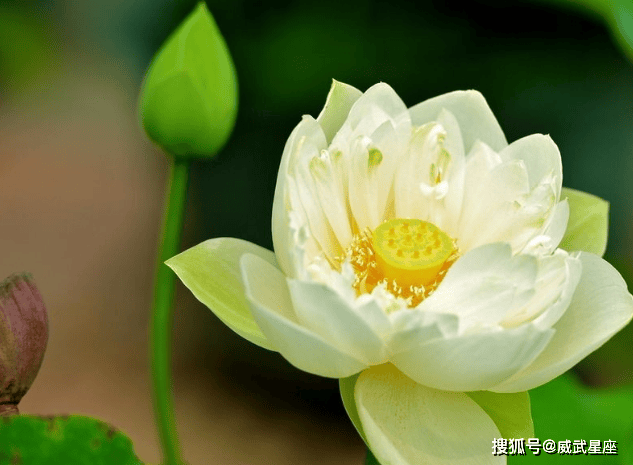 莲花打一生肖、全面解析与落实