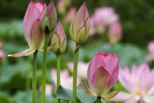 雾里看花打一最佳生肖、正确解释与落实 雾里看花打一最佳生肖、正确解释与落实