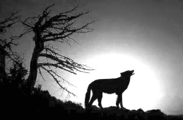 生死攸关的生肖之谜，探寻生命哲理的深层解读