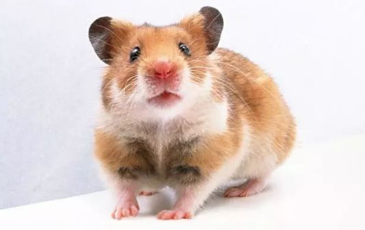 孤豚腐鼠打一生肖、新型作答落实解释