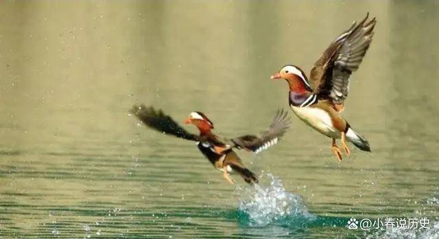 谜语与智慧，单鹄寡凫打一生肖的定量解释与落实