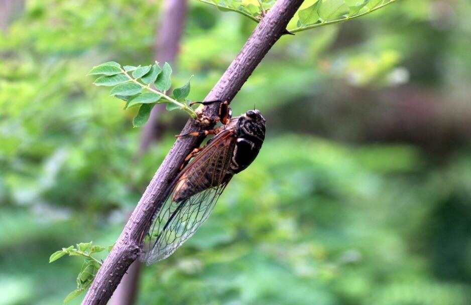蝉字打一生肖、激励作答落实解释 蝉字打一生肖、激励作答落实解释
